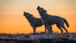 Le royaume du loup blanc