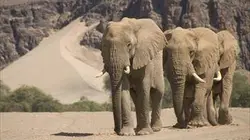 Visuel de Le royaume du Namib