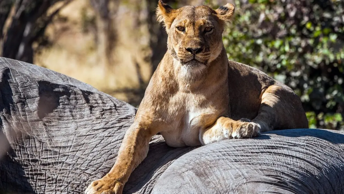 Le royaume sauvage Sang neuf