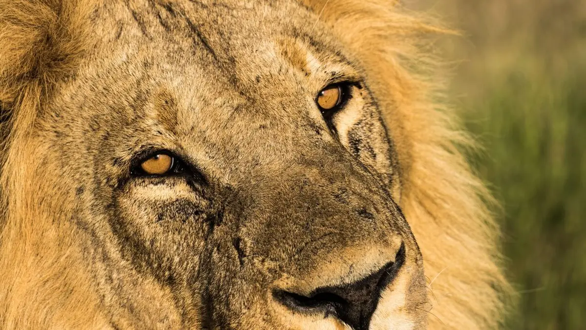 Le royaume sauvage E04 La mère des lions