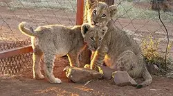 Visuel de Le sang des lions