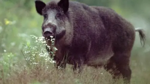 Le sanglier, la bête noire des Ardennes
