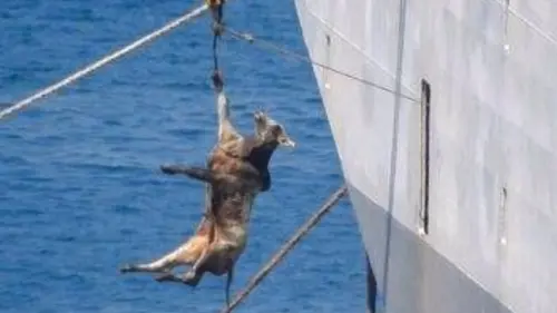 Casting Le scandale du transport du bétail vers l'Orient