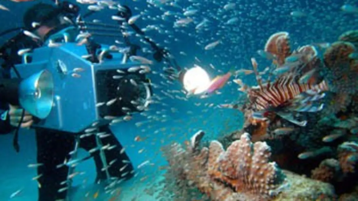 Le secret de la Grande Barrière de corail
