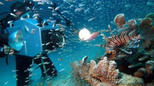 Le secret de la Grande Barrière de corail
