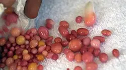 Le secret des perles roses