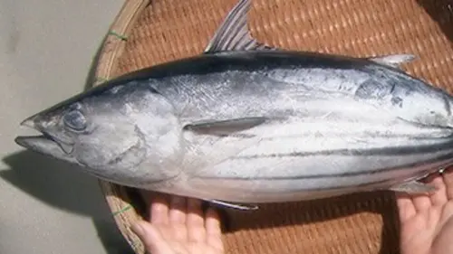 Le secret des saveurs du Japon