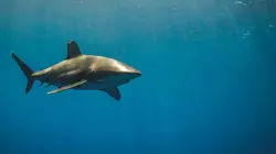 Le secret du requin océanique