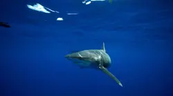 Le secret du requin océanique