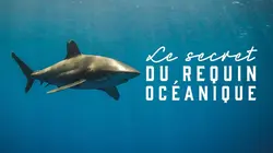 Le secret du requin océanique