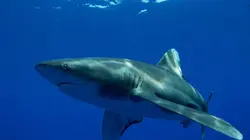Le secret du requin océanique