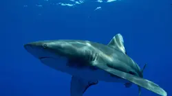 Sur Animaux à 20h35 : Le secret du requin océanique
