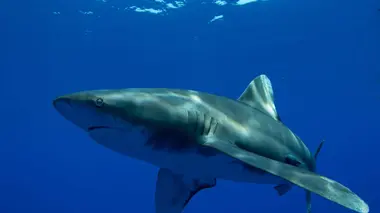 Le secret du requin océanique