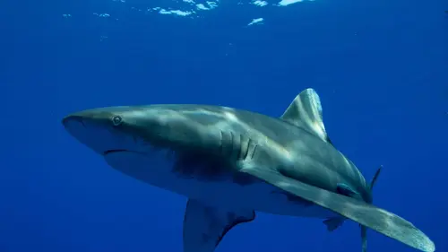 Le secret du requin océanique
