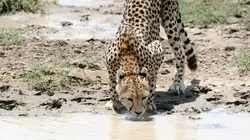 Le Serengeti, entre enfer et paradis