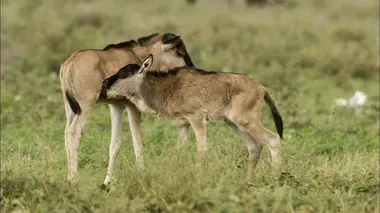 Le Serengeti, entre enfer et paradis
