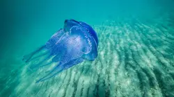 Le siècle des méduses