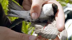 Visuel de Le silence des oiseaux