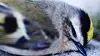2015 • Le silence des oiseaux