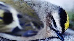 Visuel de Le silence des oiseaux