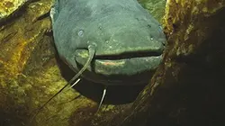 Visuel de Le silure, géant des rivières