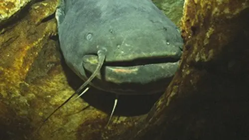 Le silure, géant des rivières