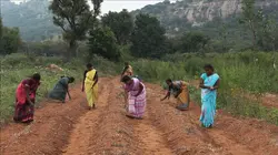 Le sol indien en révolution