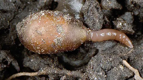 Le sol, royaume du vivant