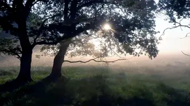 Le Soleil : L'astre dans les arts