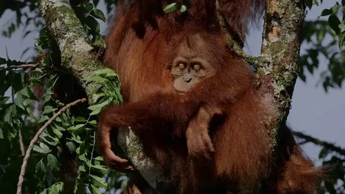 Le sommeil des animaux