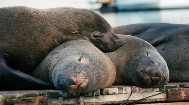Le sommeil des animaux : une énigme pour la science