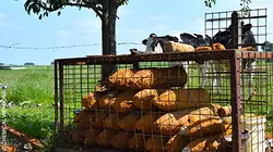 Le souffle de la guerre chimique