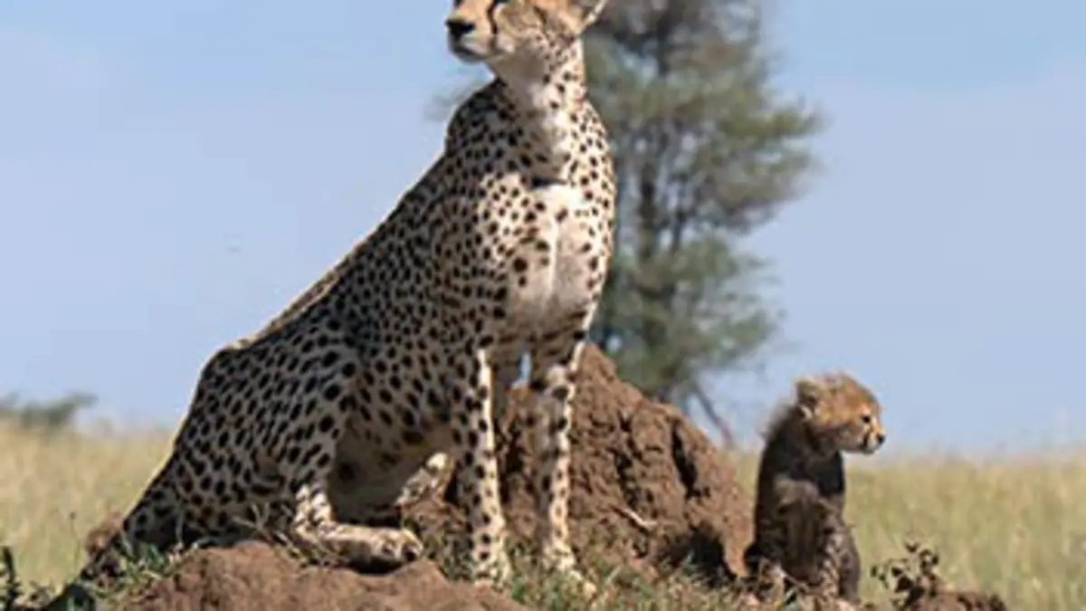 Le souffle du guépard Le souffle du guépard