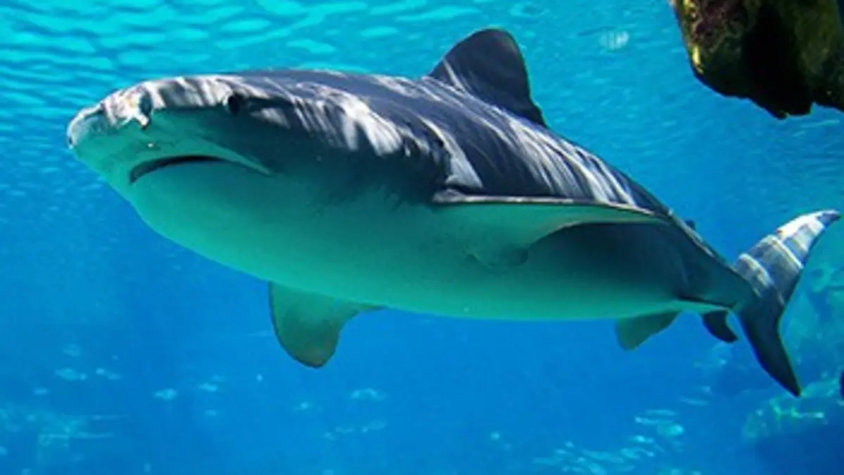 Le sourire du requin-taureau