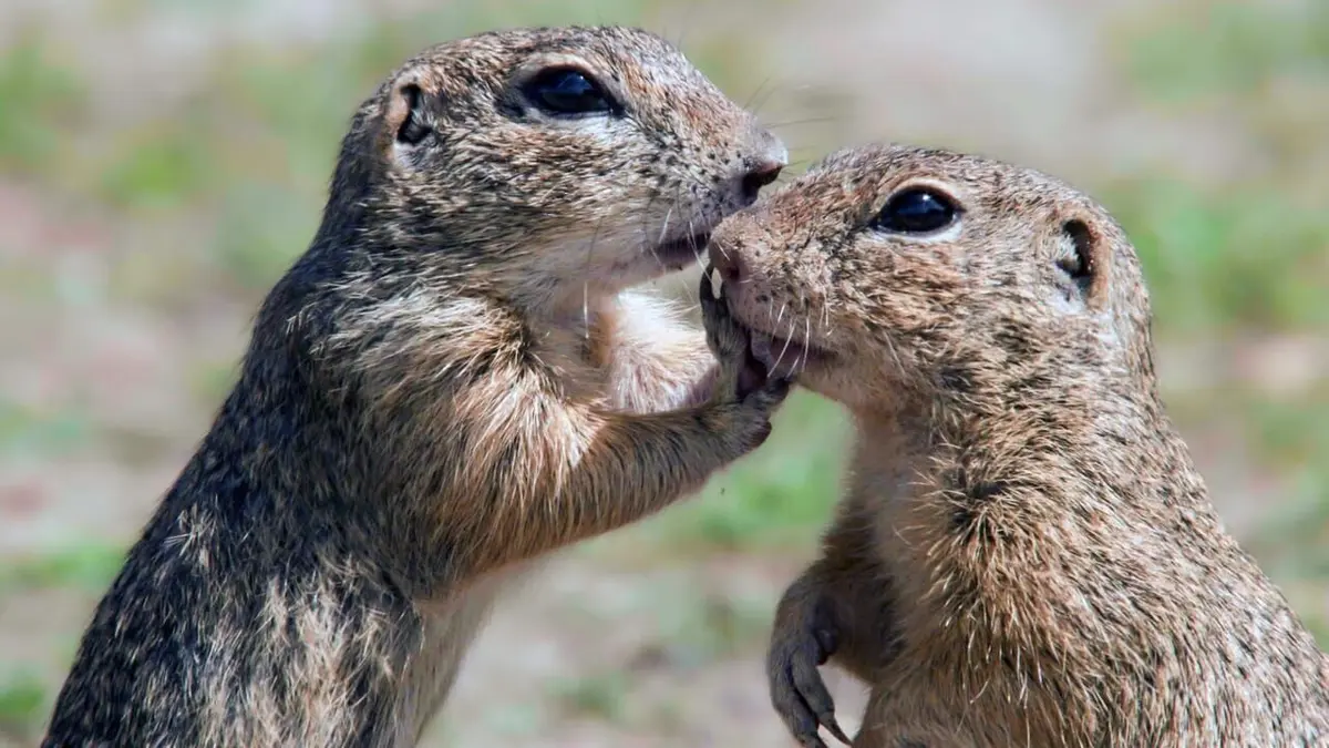 Le spermophile et le hamster d'Europe