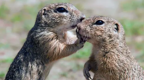 Le spermophile et le hamster d'Europe