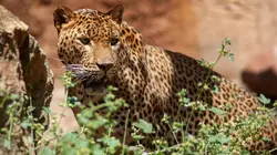 Le Sri Lanka, royaume du léopard