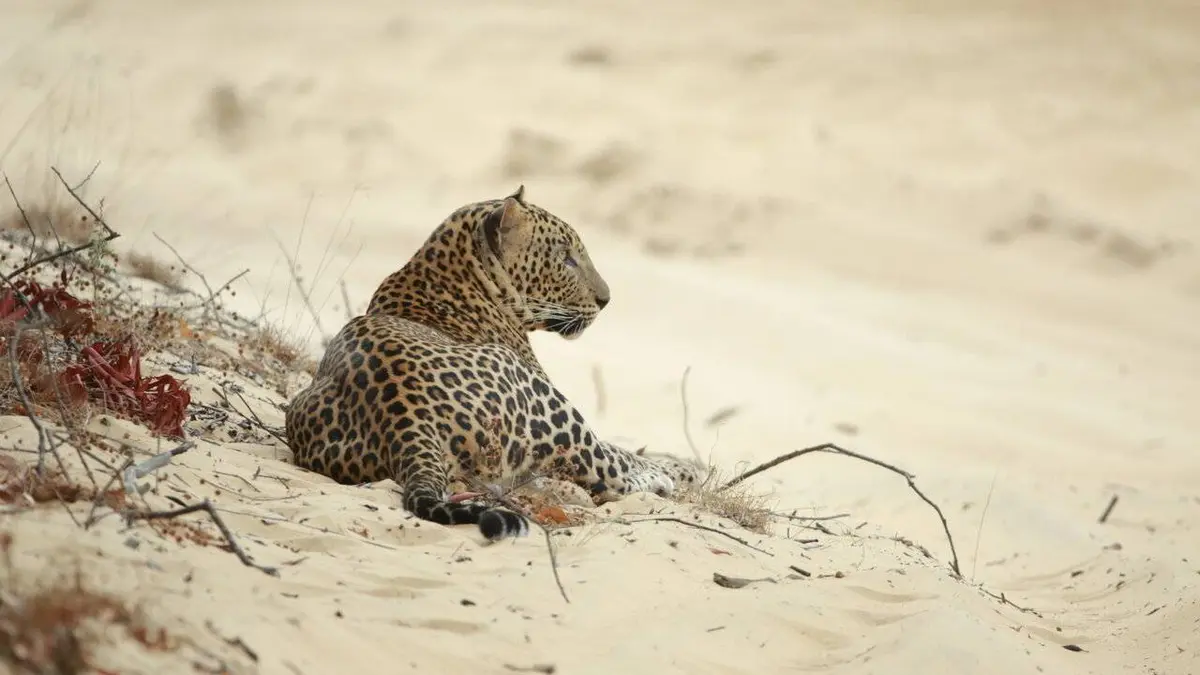 Le Sri Lanka, royaume du léopard