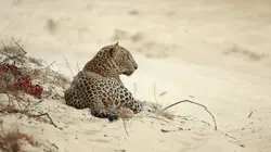 Le Sri Lanka, royaume du léopard