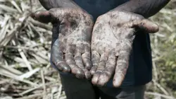 Le sucre, pour la douceur et pour le pire