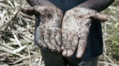 Le sucre, pour la douceur et pour le pire