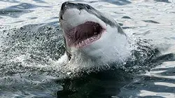 Le super-prédateur des mers
