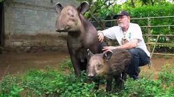 Le tapir, jardinier des forêts tropicales