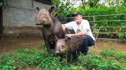 Le tapir, jardinier des forêts tropicales