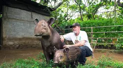 Le tapir, jardinier des forêts tropicales