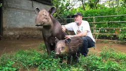 Le tapir, jardinier des forêts tropicales