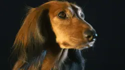 Le teckel