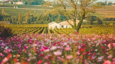 Dans le Médoc avec Amélie Grand