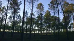 Le temps des forêts