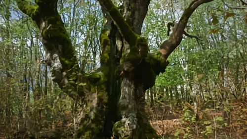 Le temps des forêts